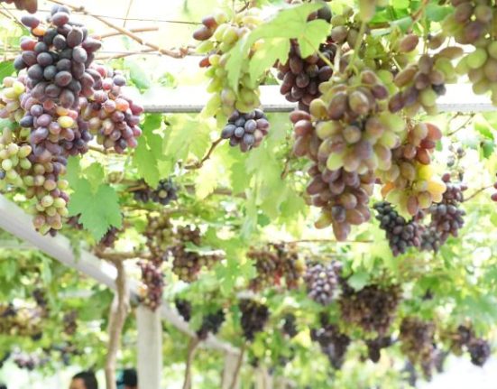 Kebun Anggur Duyu Bangkit