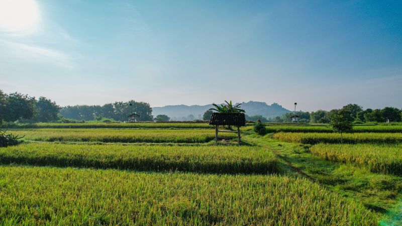 Roadmap Lahan Sawah Dilindungi (LSD)
